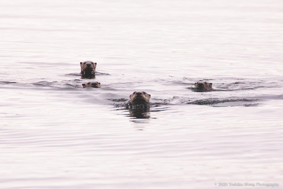 Animals _Sea otter