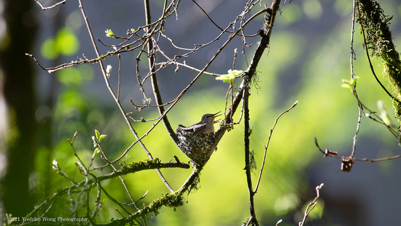 Birds _Hummingbird
