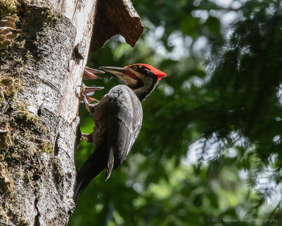 Birds _Woodpecker