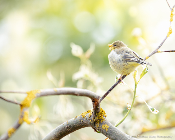 Birds _Lesser Goldfinch