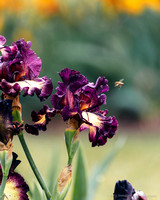 Schreiner's Iris Gardens 2021-13