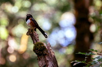 Birds _Spotted Towhee