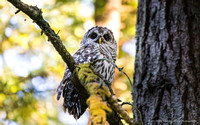 Birds _Barred Owl